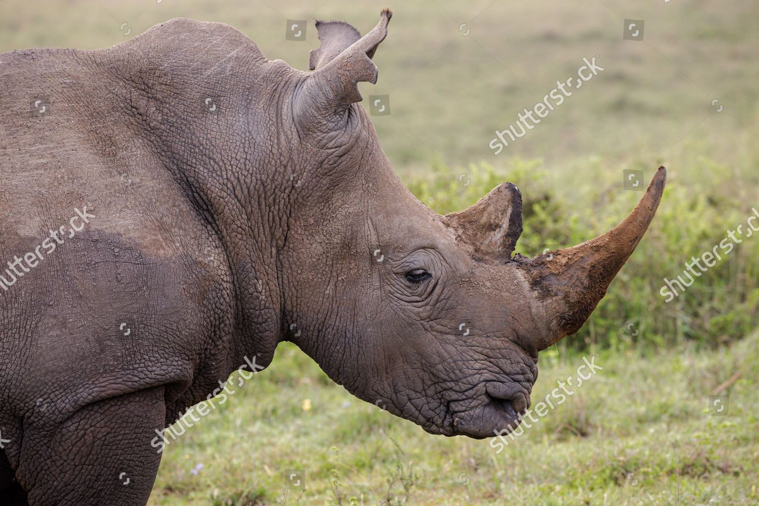 Black Rhino Endangered Species Nairobi National Editorial Stock Photo