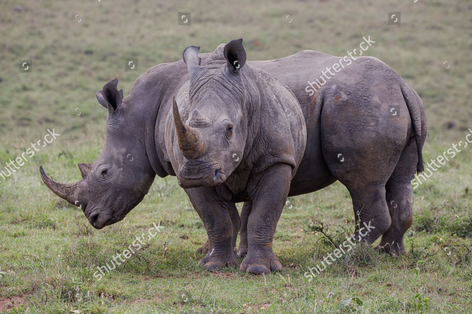 Two Black Rhino Endangered Species Nairobi Editorial Stock Photo