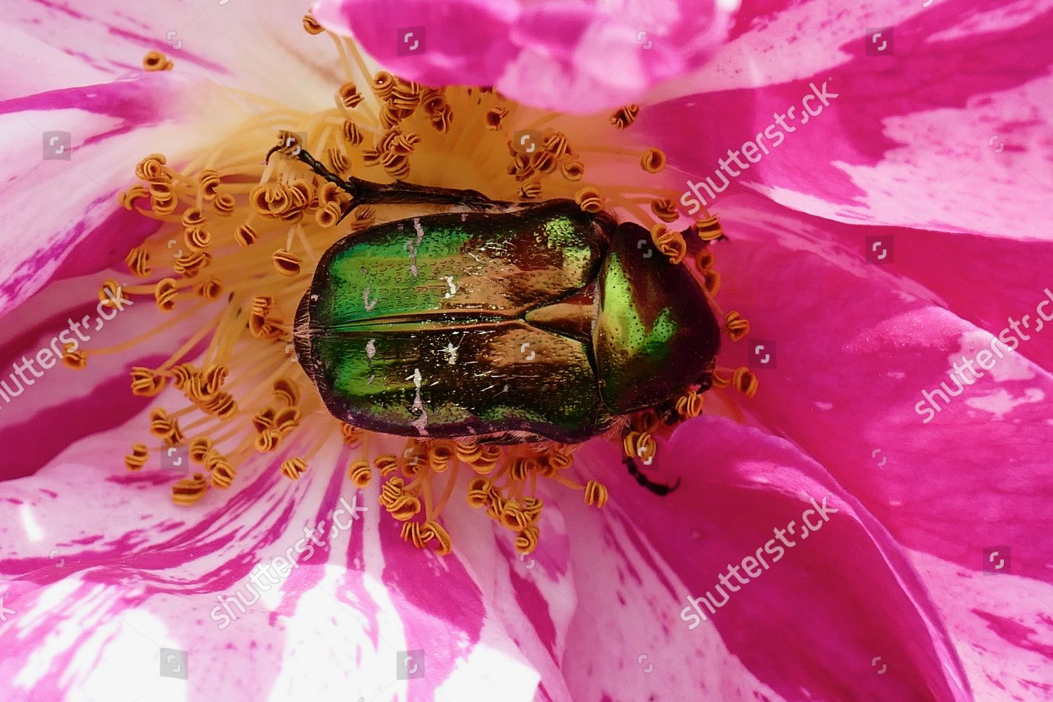 European Rose Schafer Beetle Nestled Amongst Editorial Stock Photo ...