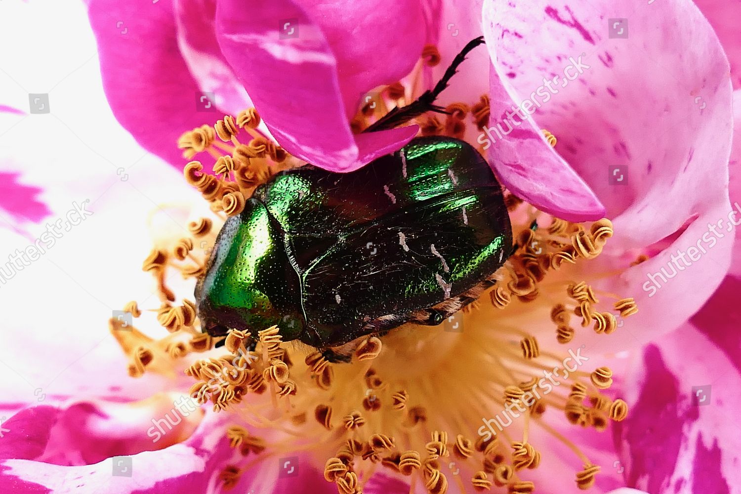 European Rose Schafer Beetle Nestled Amongst Editorial Stock Photo ...