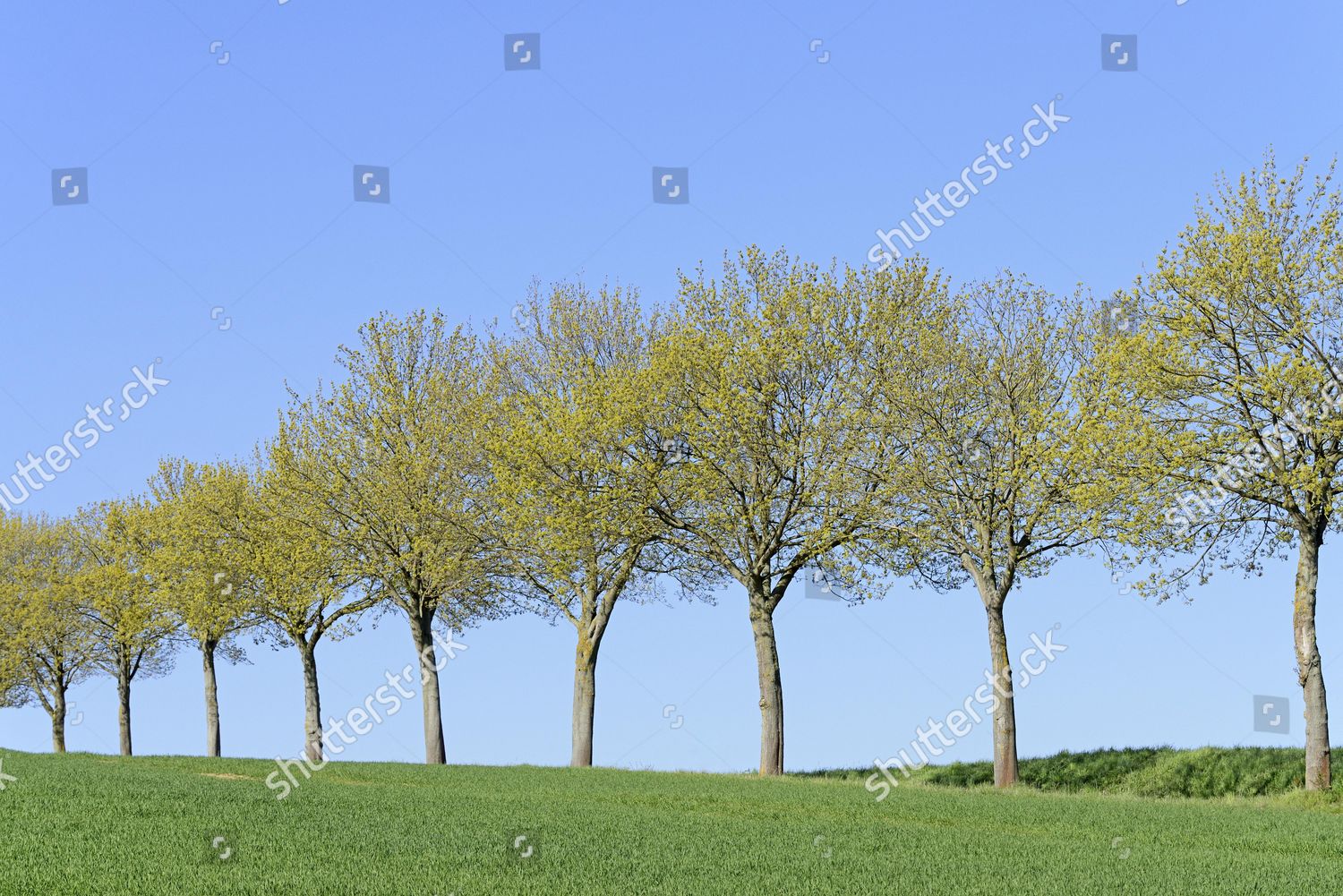 Maple Acer Row Trees Grain Field Editorial Stock Photo - Stock Image ...