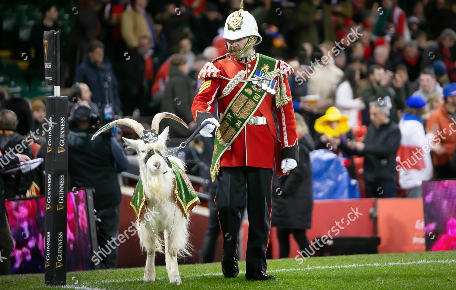 Mountain Goat Regimental Mascot 3rd Battalion Editorial Stock Photo ...