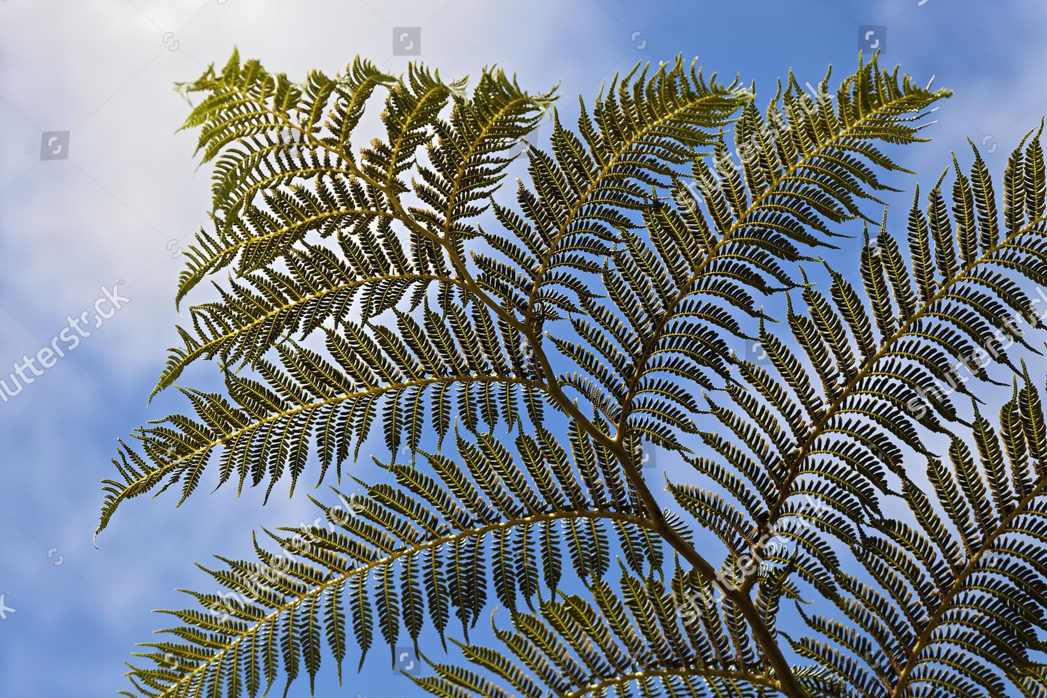 Leaf Tree Fern Cyathea Spp Ribeiro Editorial Stock Photo - Stock Image ...