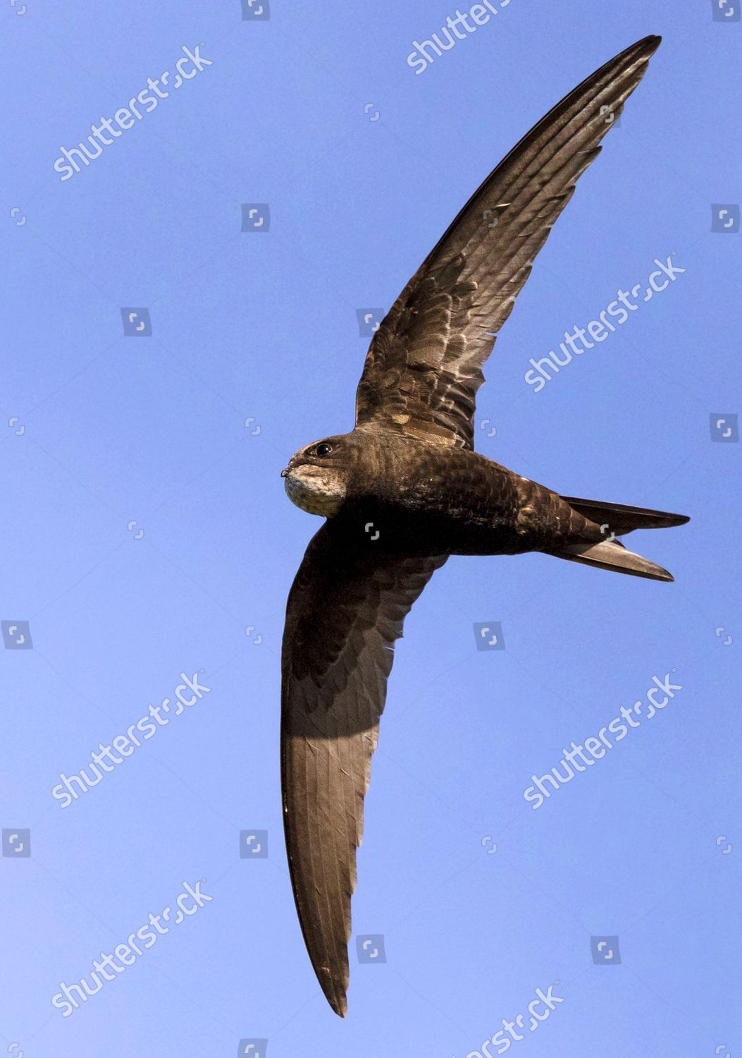 Swift Beak Full Mayfly See Main Editorial Stock Photo - Stock Image ...