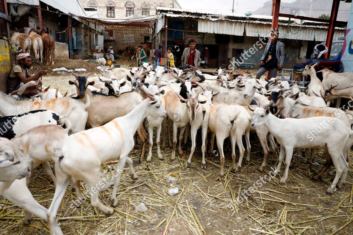 Sacrificial Animals On Sale Livestock Market Editorial Stock Photo ...