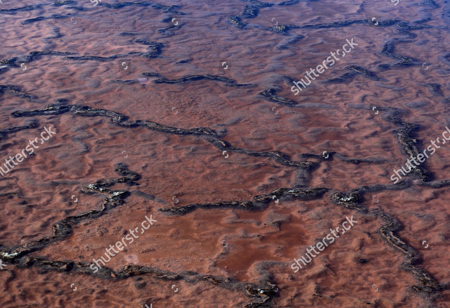 Red Alga Dunaliella Salina Crystallisation Basin Editorial Stock Photo 