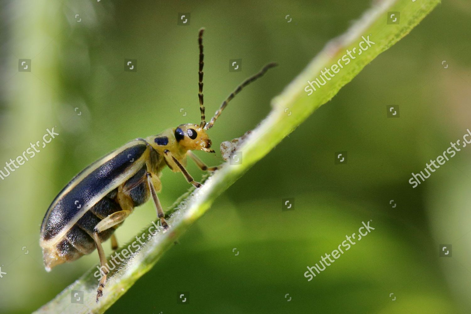 Goldenrod Leaf Beetle Trirhabda Canadensis Markham Editorial Stock 