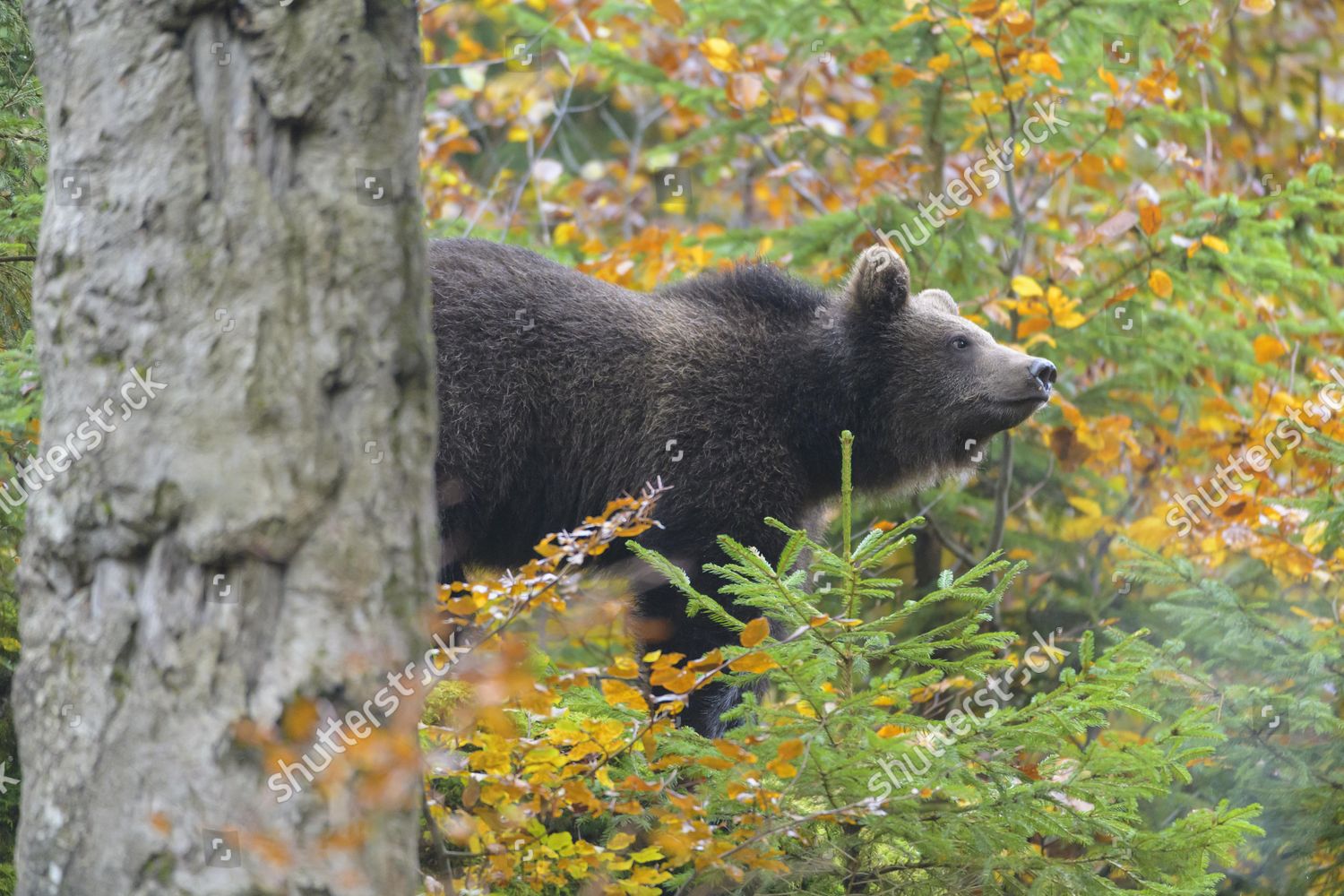 Brown Bear Ursus Arctos Cub Autumn Editorial Stock Photo - Stock Image ...