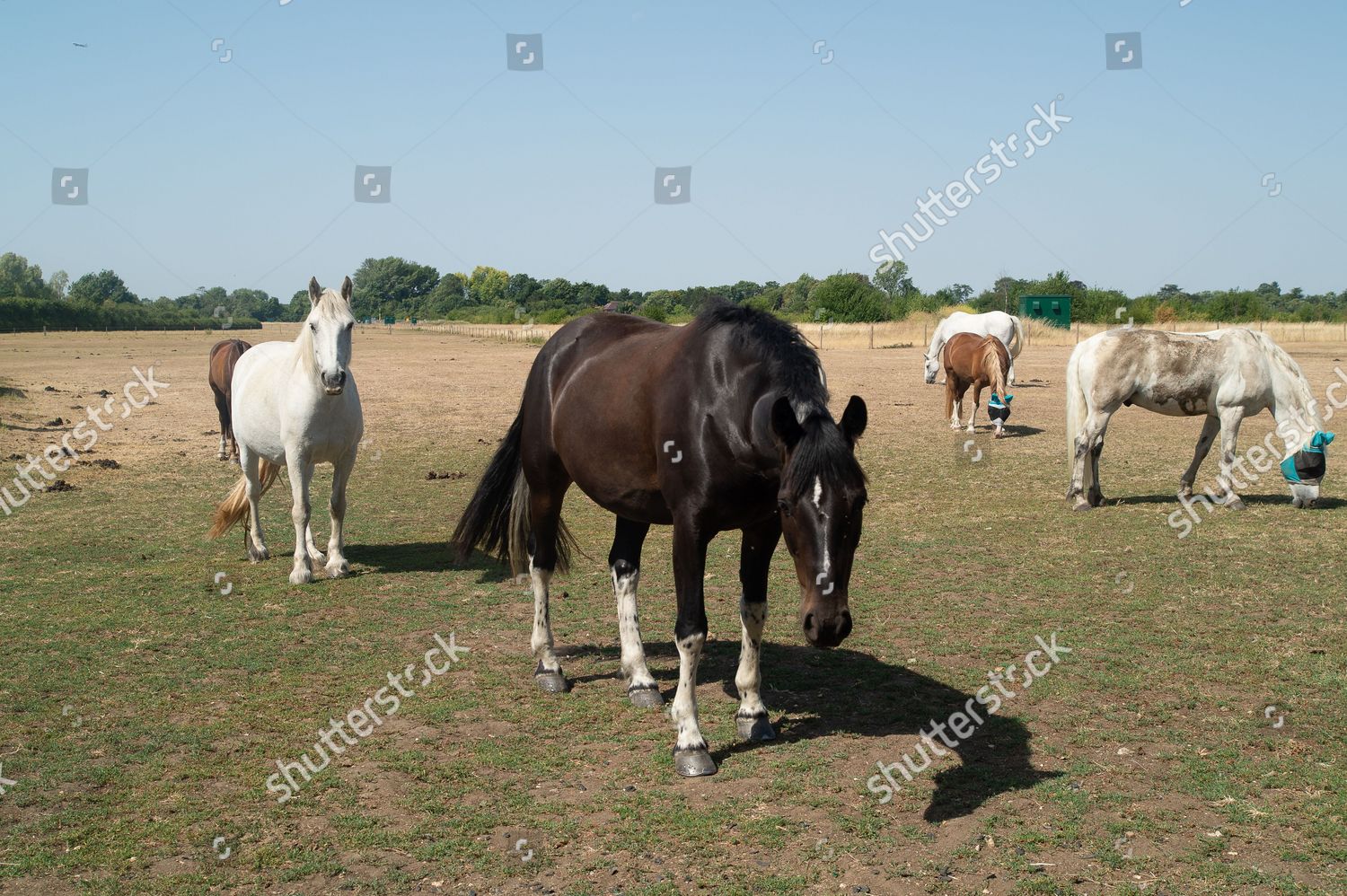 Horses Nibble On Non Exsistent Grass Editorial Stock Photo Stock