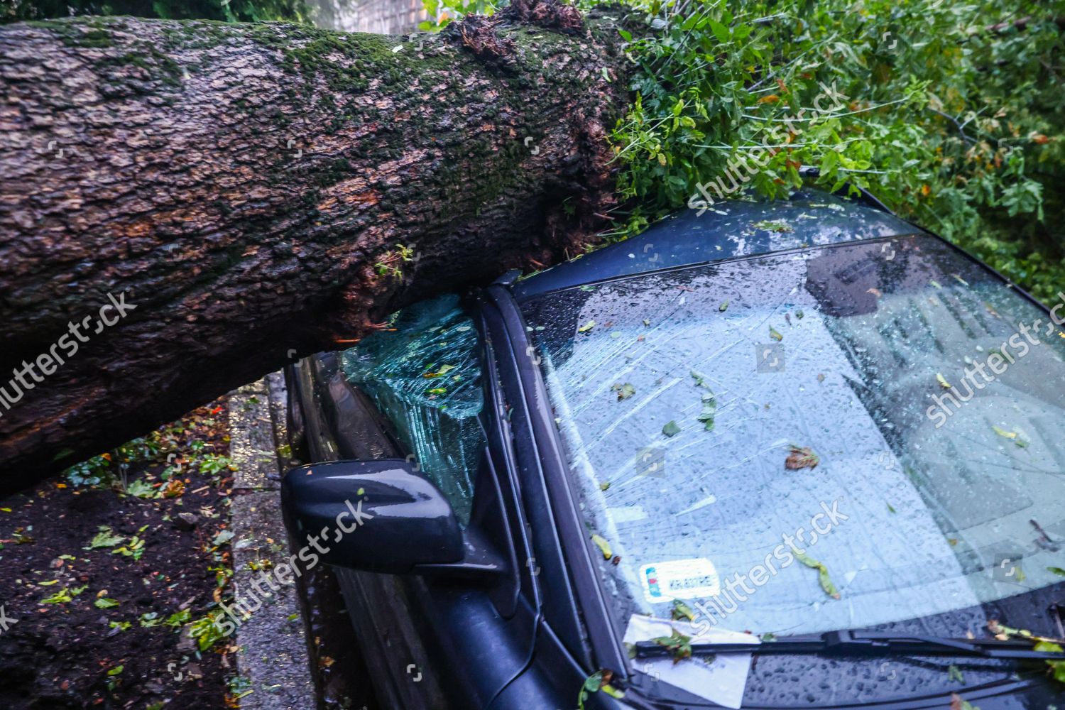 Huge Tree Knocked Down By Strong Editorial Stock Photo Stock Image