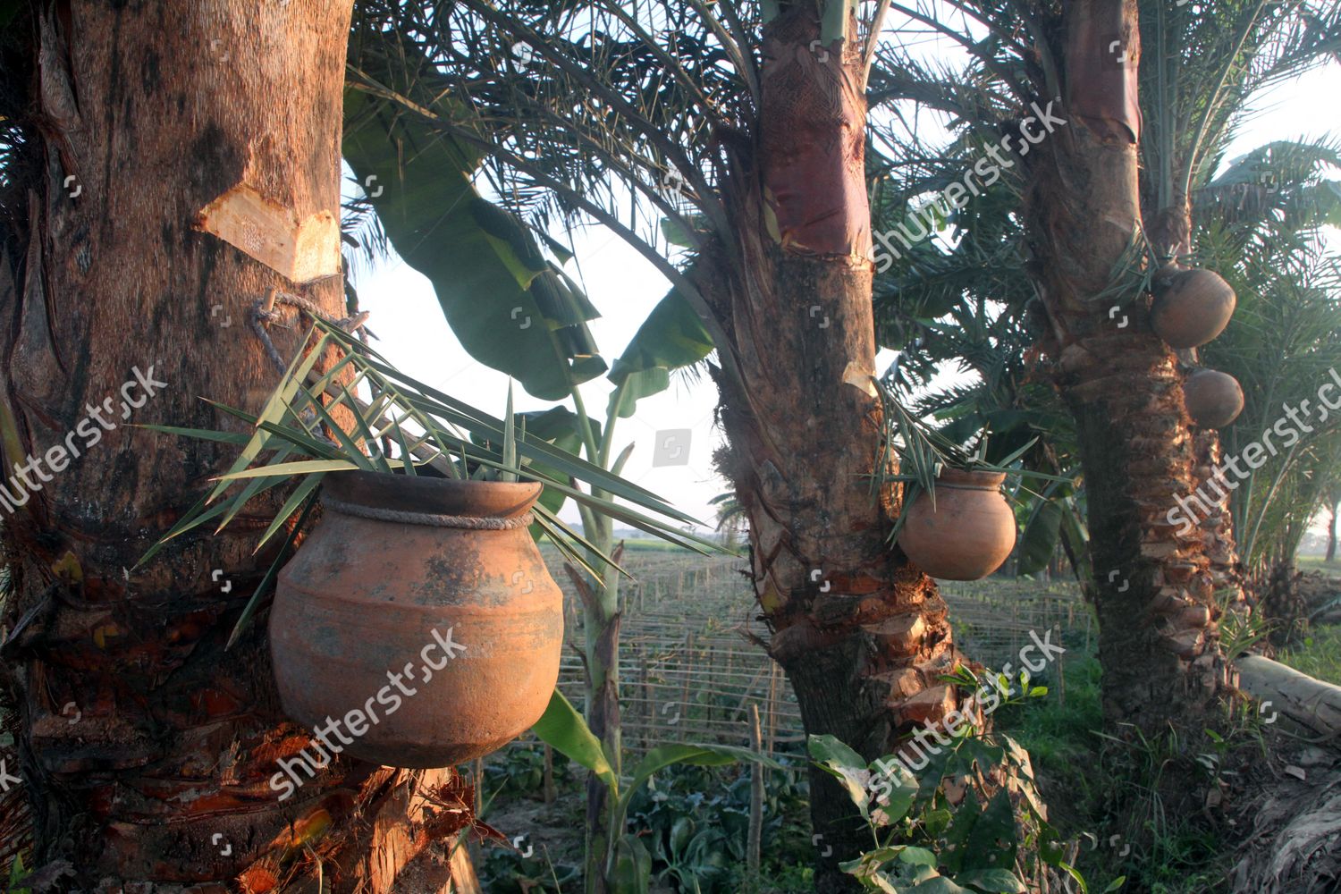 Date Palm Tree Collect Materials Molasses Editorial Stock Photo Stock Image Shutterstock