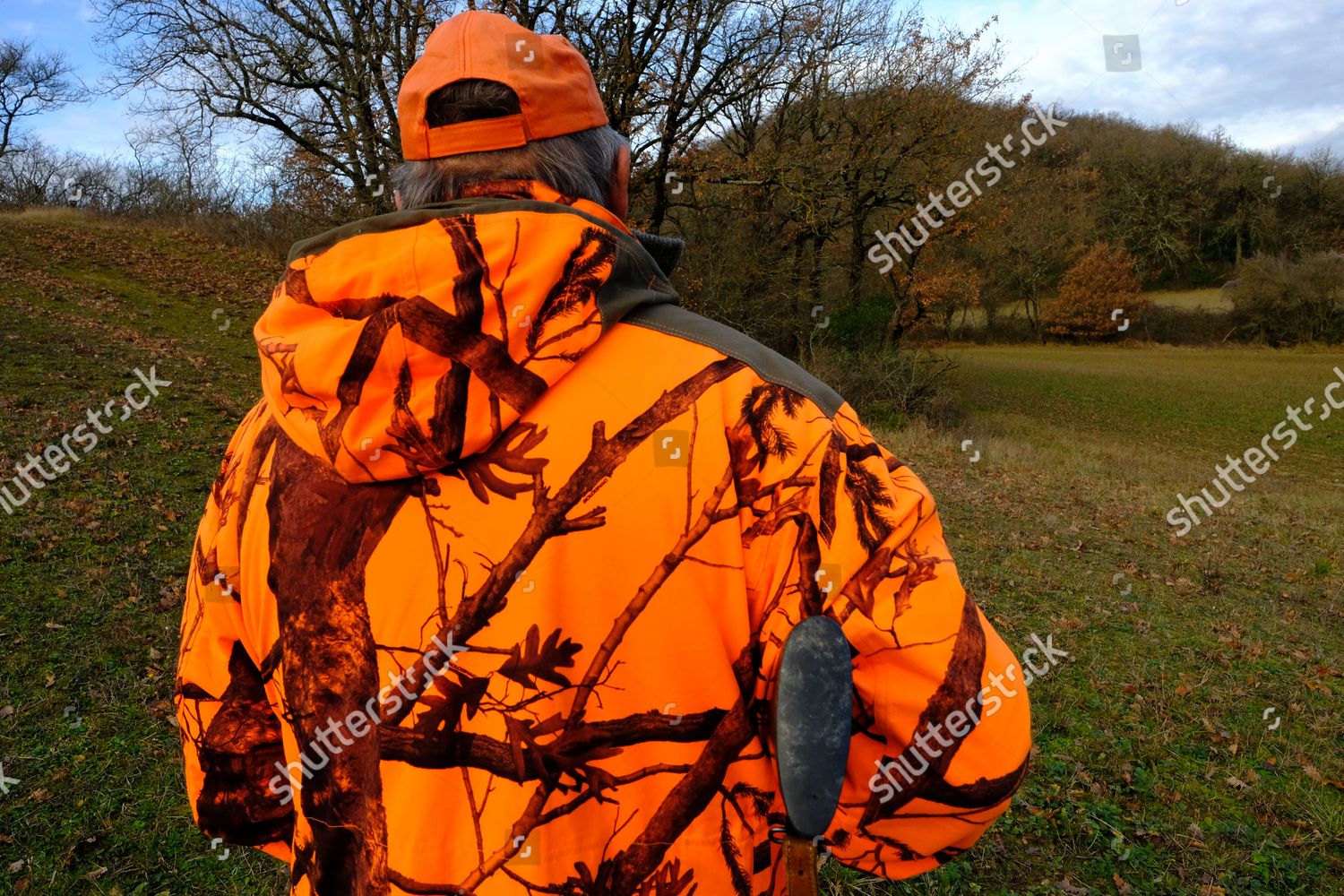 wild-boar-hunting-pack-grand-bleu-editorial-stock-photo-stock-image