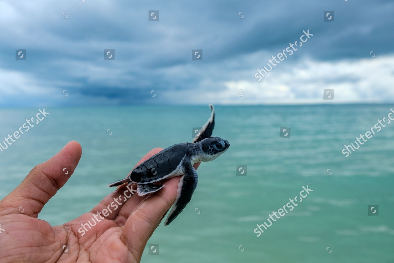 Hundreds Baby Sea Turtles On Thursday Editorial Stock Photo - Stock ...