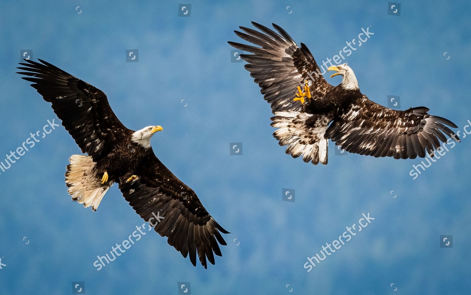 Two Bald Eagles Lock Talons Fierce Editorial Stock Photo Stock Image