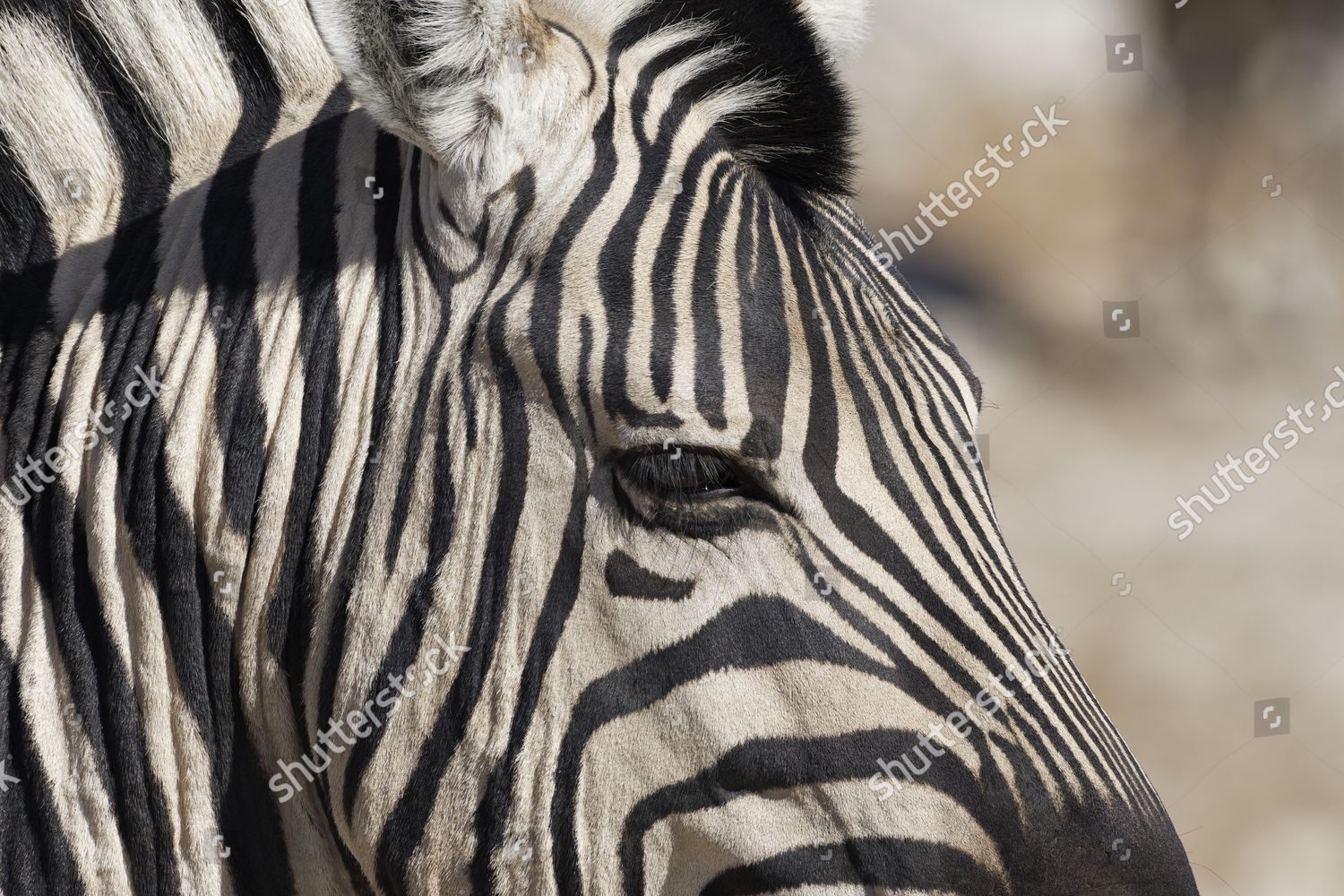 Burchells Zebra Equus Quagga Burchellii Adult Editorial Stock Photo ...