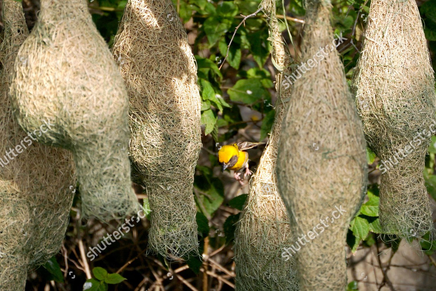 Baya Weaver Ploceus Philippinus Builds Nest Editorial Stock Photo