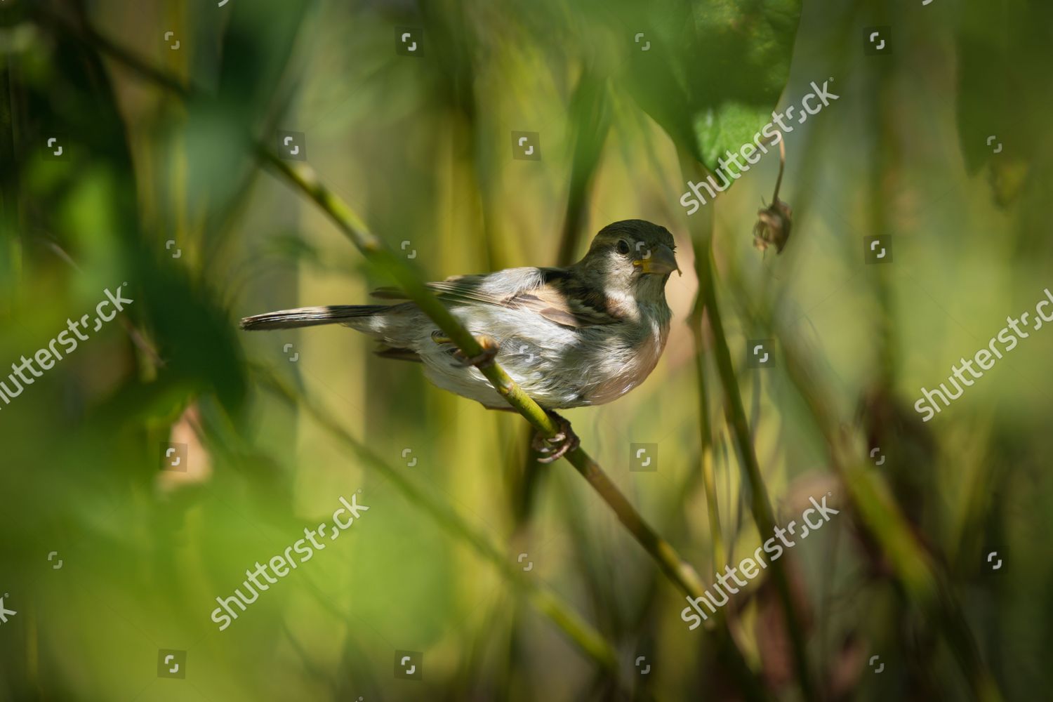 Sparrow Seen Abush Along Vistula River Editorial Stock Photo - Stock ...