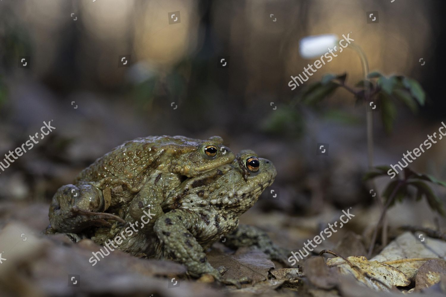 Common Toad Bufo Bufo Pair Amplexus Editorial Stock Photo - Stock Image ...