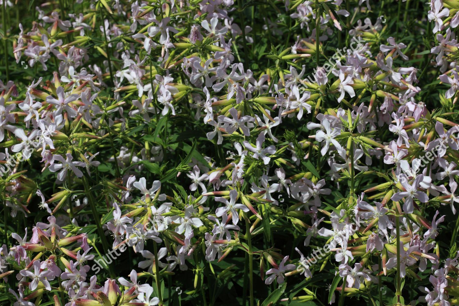 Soap Root Saponaria Officinalis True Soapwort Editorial Stock Photo