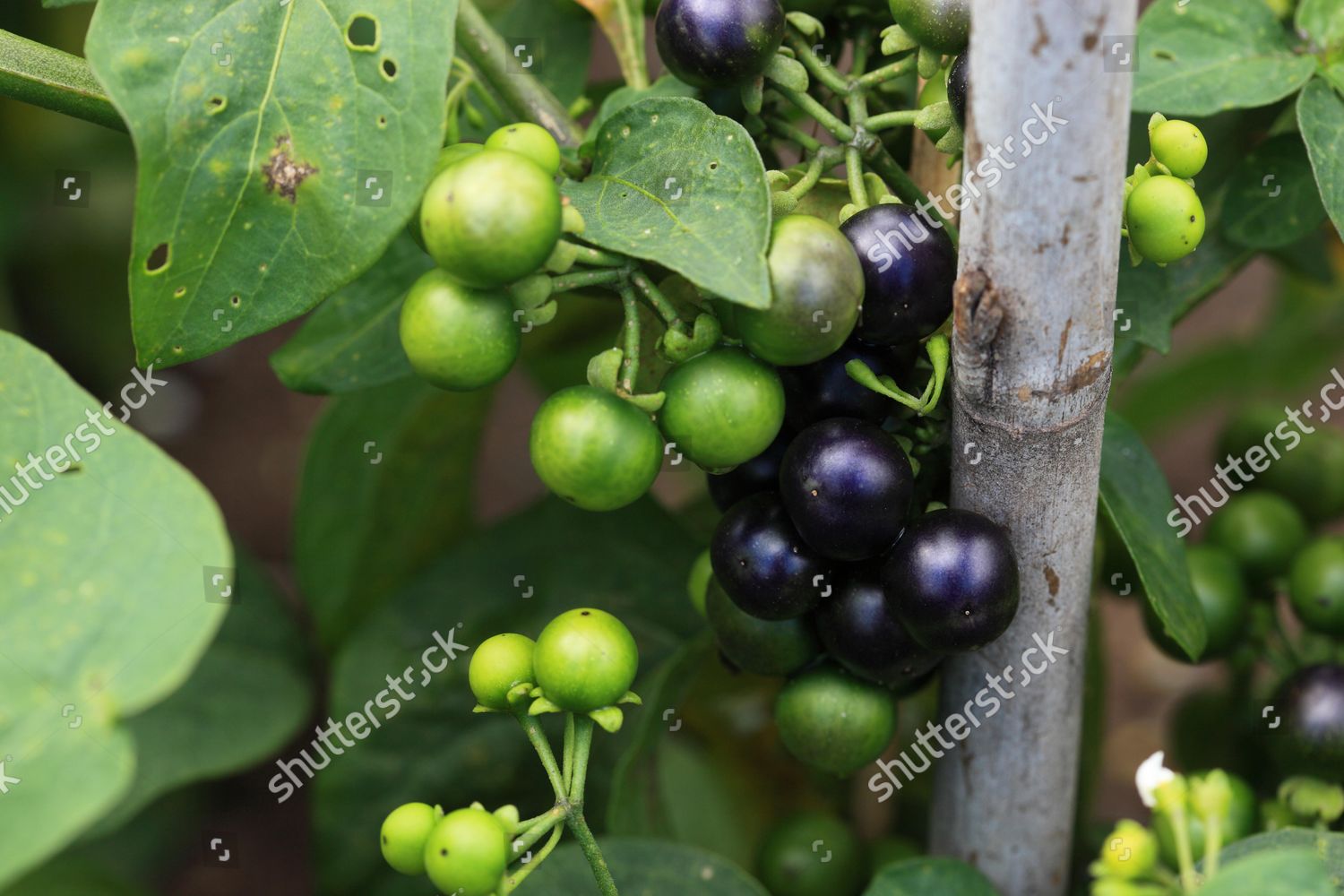 Cultivated Nightshade Garden Huckleberry Solanum Melanocerasum