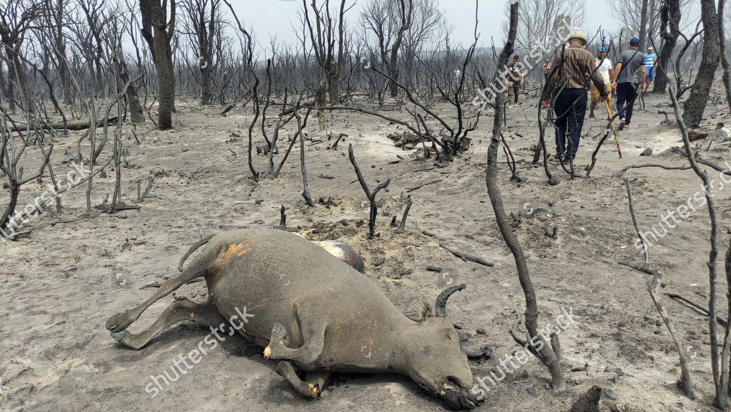 Animal Burned By Forest Fires El Editorial Stock Photo - Stock Image ...