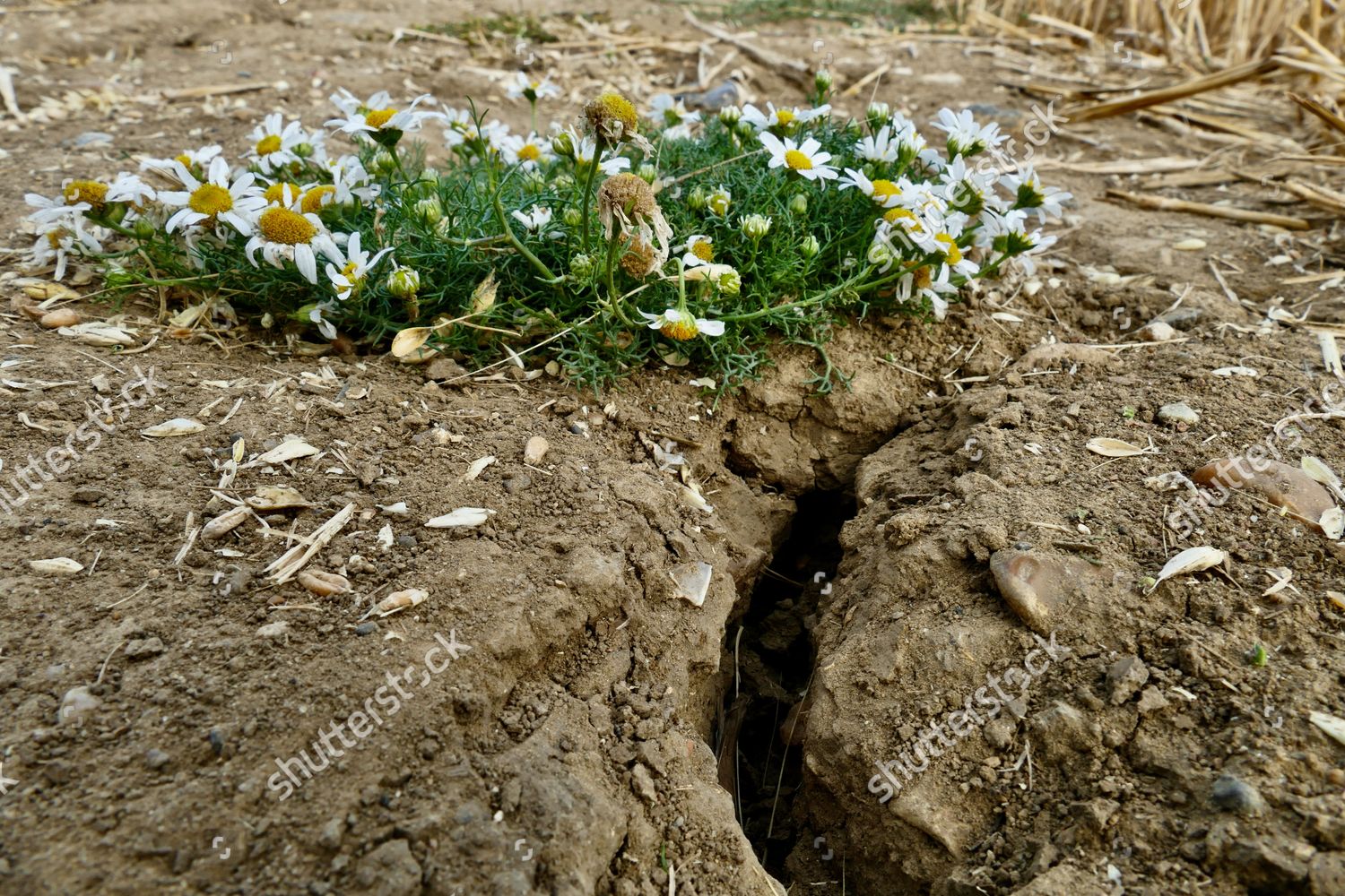 Wild Chamomile Survive Cracked Hard Mud Editorial Stock Photo Stock