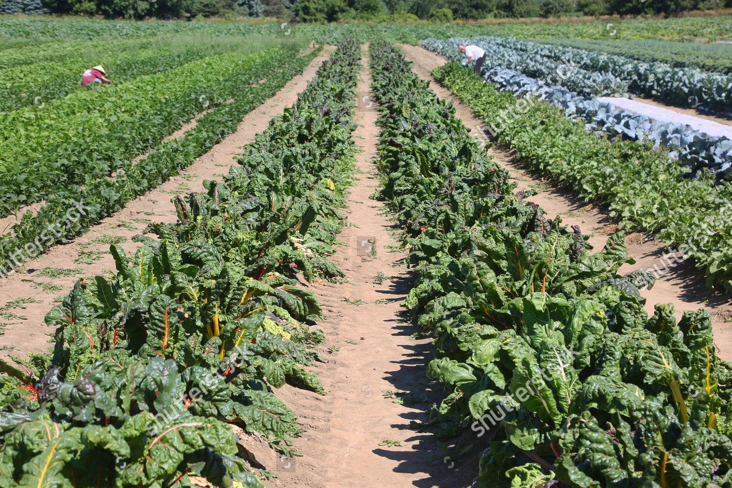 Vegetable Plants Growing Farm Markham Ontario Editorial Stock Photo