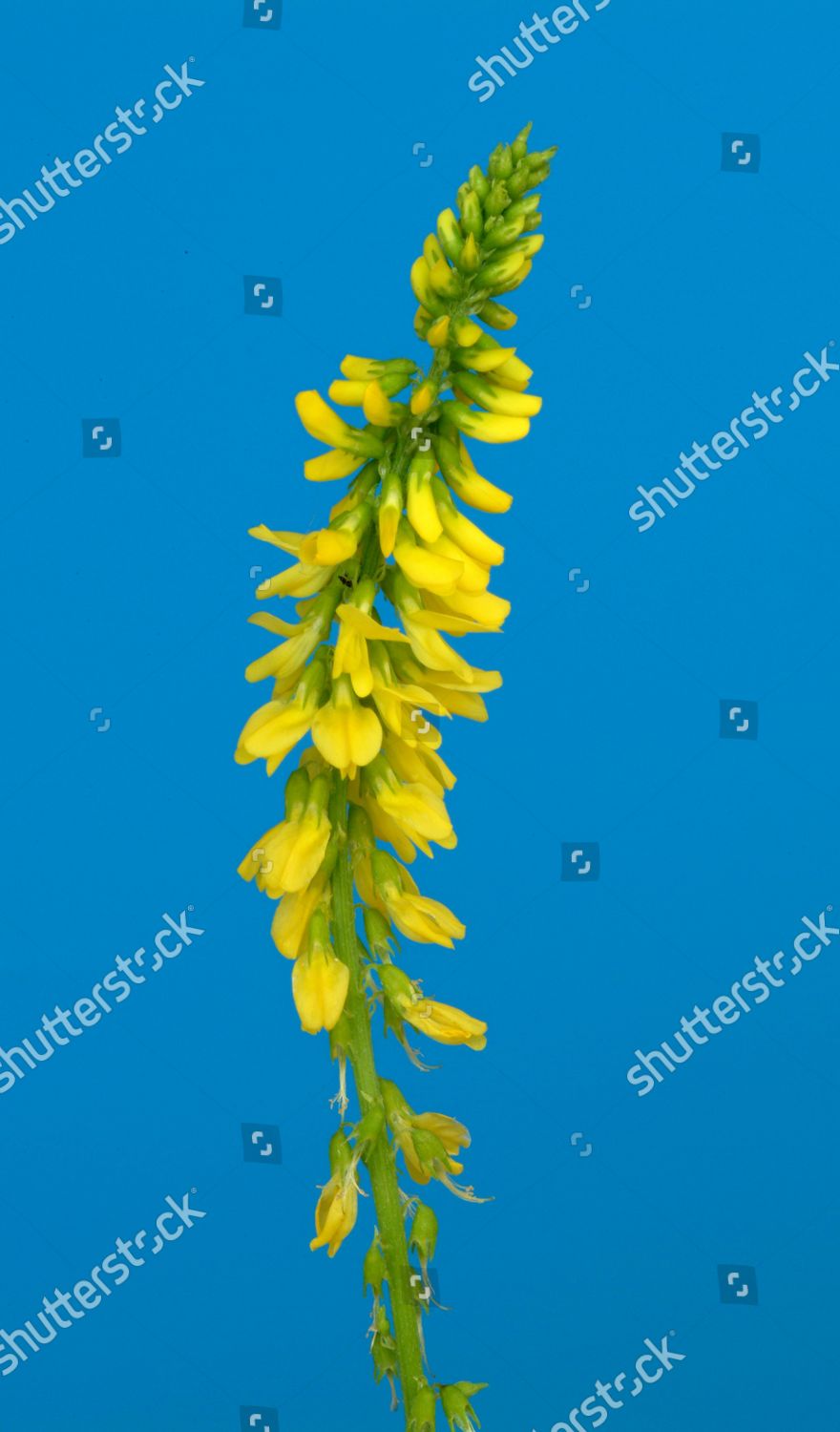 Yellow Sweet Clover Melilotus Officinalis Common Editorial Stock Photo