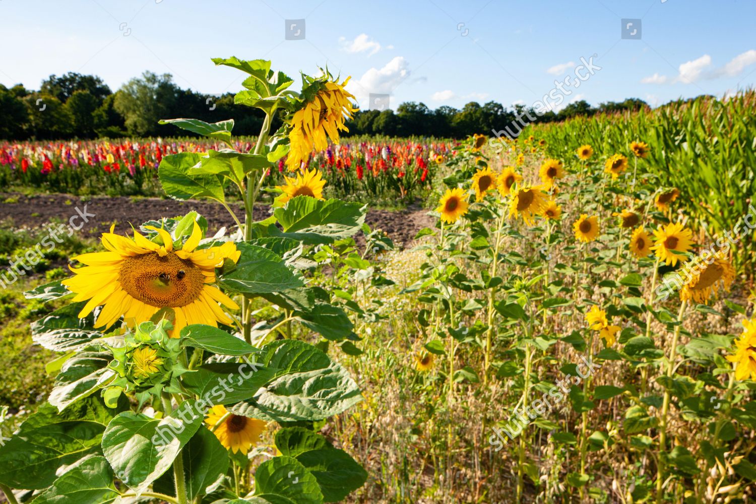 Sunflowers Helianthus Annuus Family Asteraceae Sword Editorial Stock