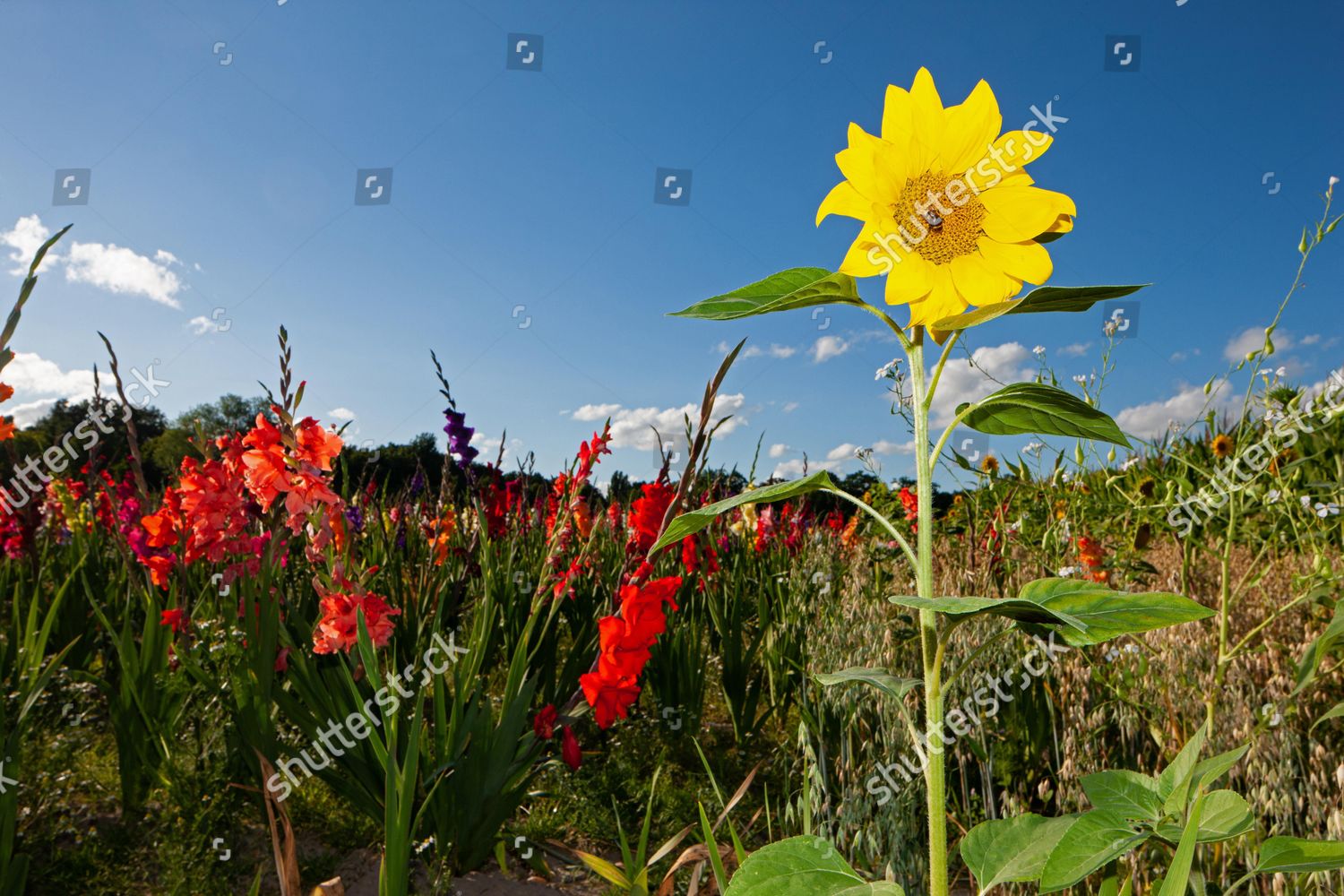 Sunflowers Helianthus Annuus Family Asteraceae Sword Editorial Stock