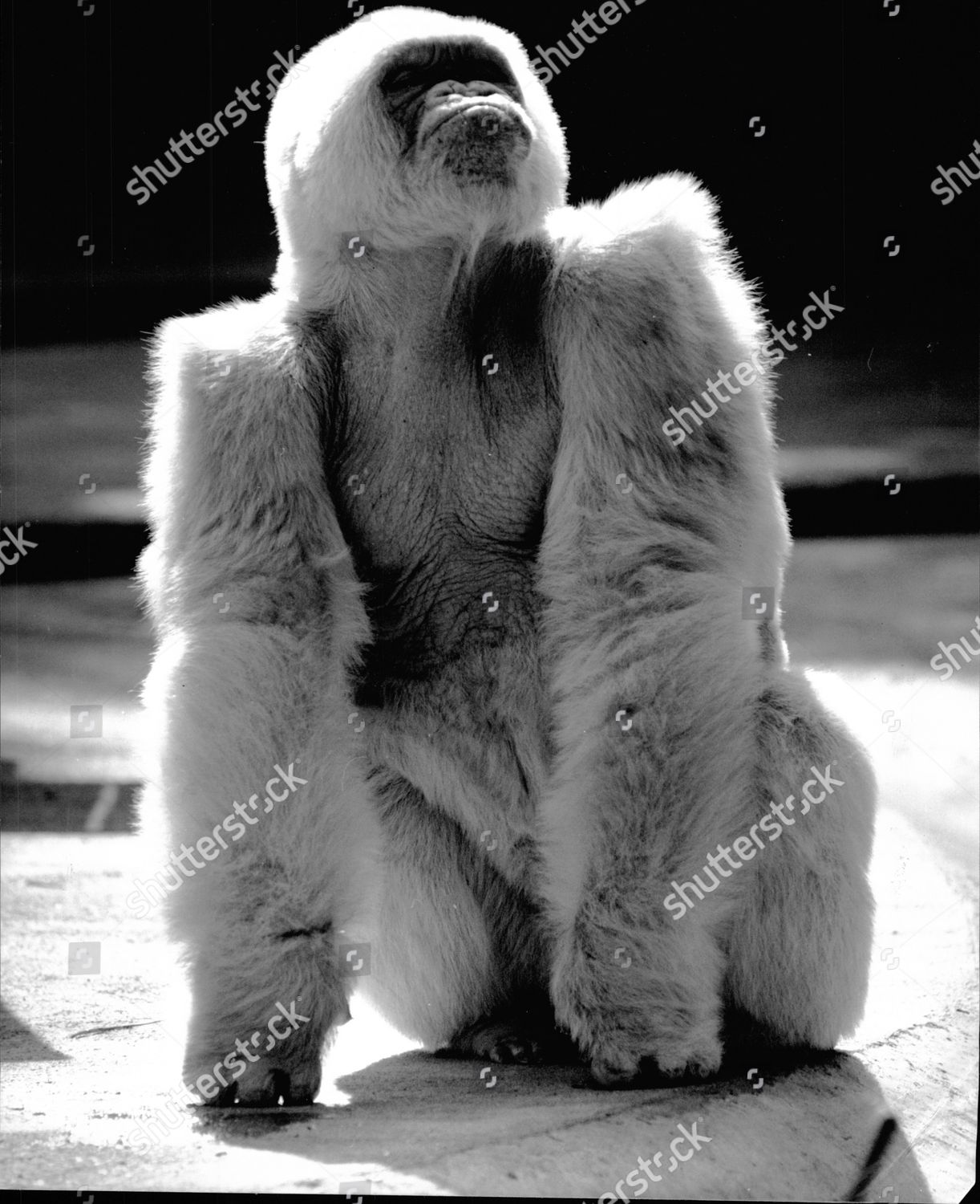 Spanish Ape Called Copito Pictured Barcelona Editorial Stock Photo ...