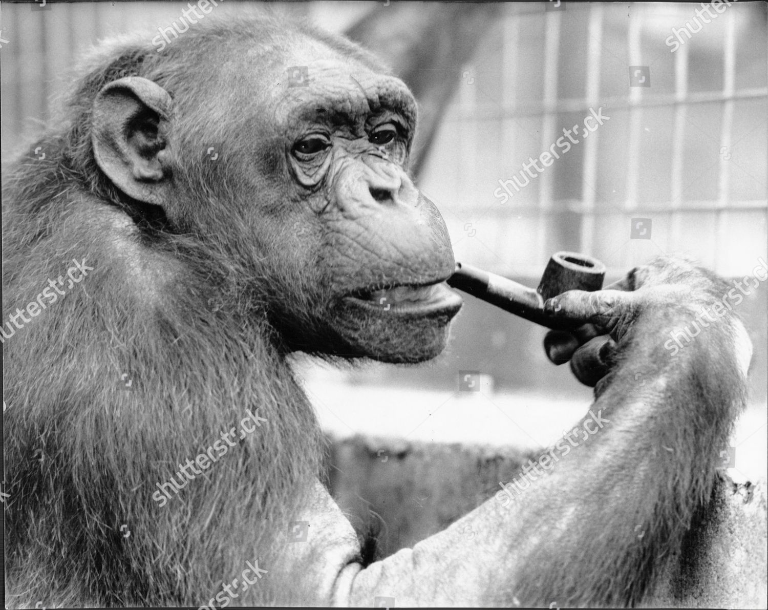 Chimpanzee Joey Smoking Pipe He One Editorial Stock Photo - Stock Image ...