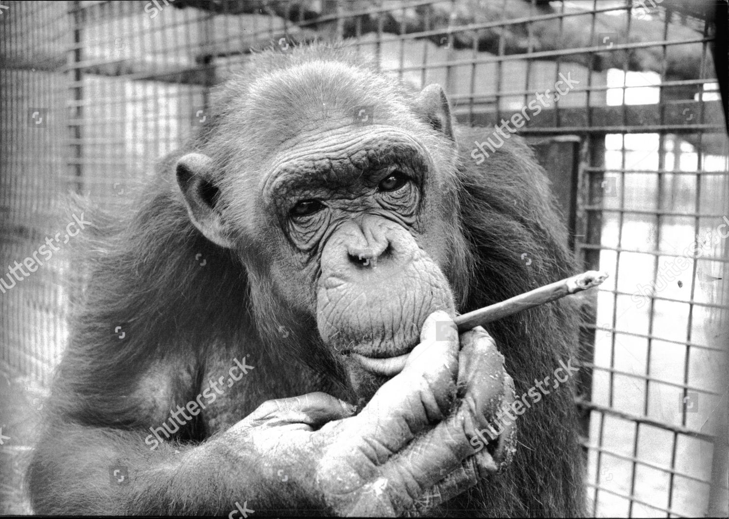 Chimpanzee Muhammad Ali Southam Zoo Cigar Editorial Stock Photo - Stock ...