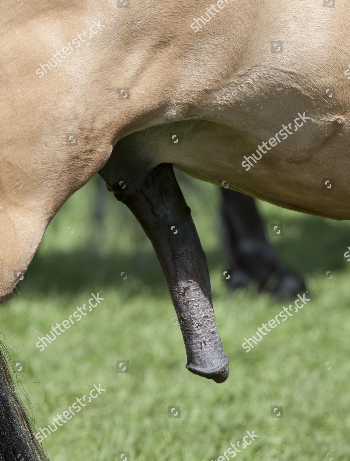 21 Horse Penis Stock Photos, Images & Pictures