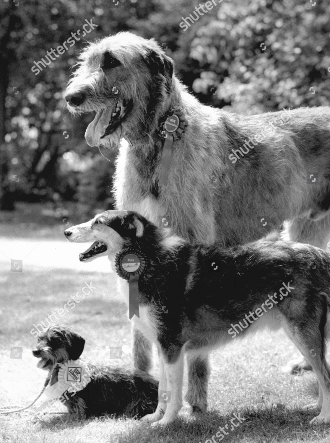 irish wolfhound dachshund