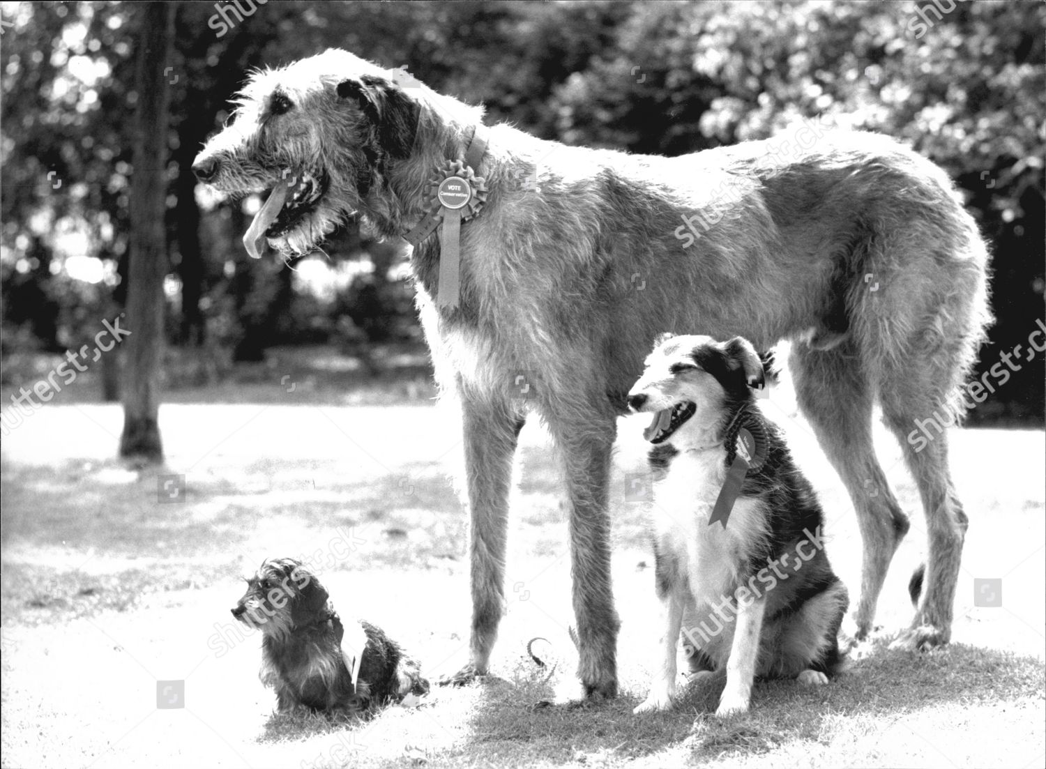 Irish Wolfhound Welsh Collie Cross Long Haired Editorial Stock