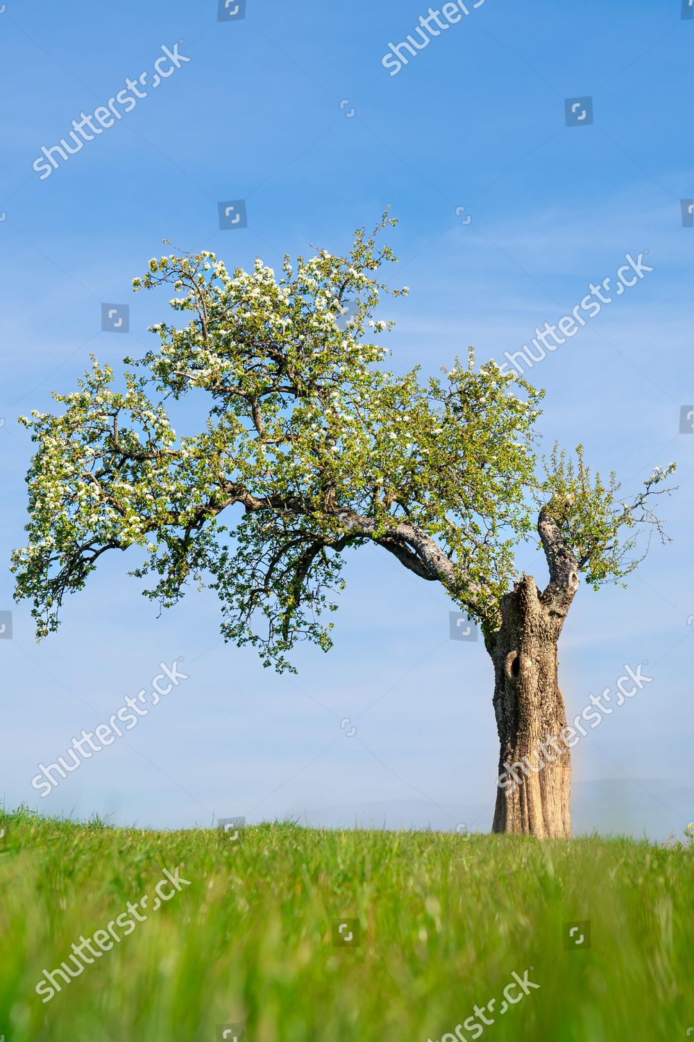 Single Flowering Tree Spring Gechingen Germany Editorial Stock Photo