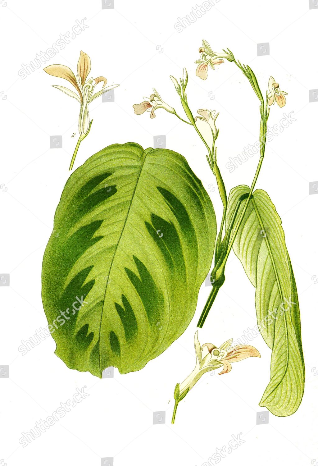 Maranta Bicolor Var Kerchoviana Arrowroot Historical Editorial Stock ...
