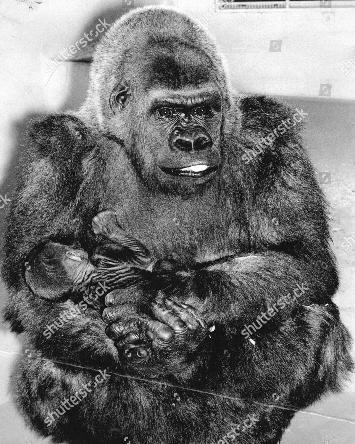 Silverback Gorilla (black + white) Bath Mat by Kathryn P