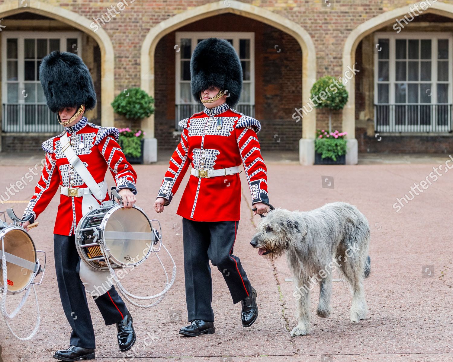 Regimental Mascot Irish Wolfhound Turlough Mor Editorial Stock Photo 