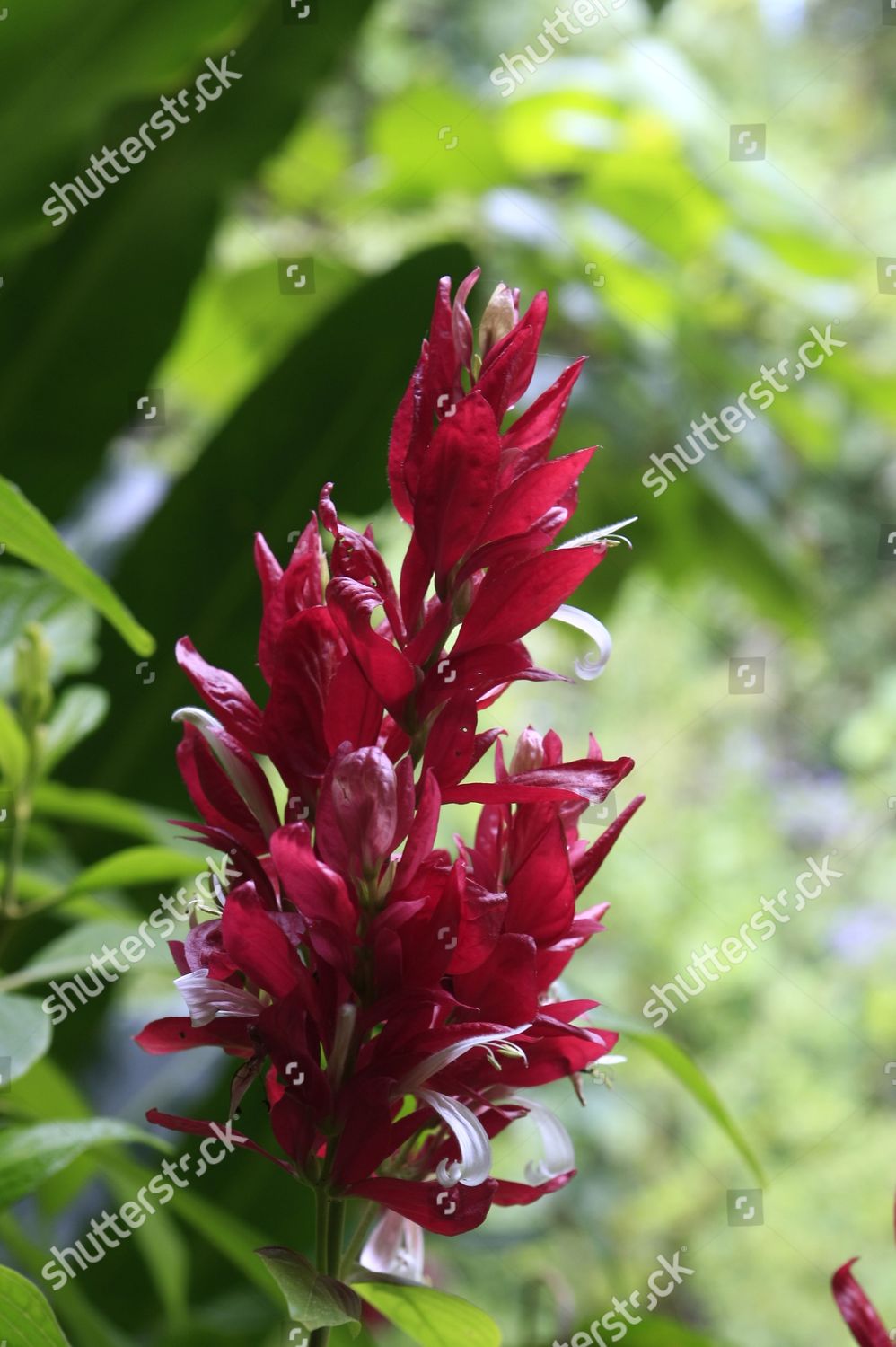 Tropical Flower Daintree River Tropical Rainforest Editorial Stock