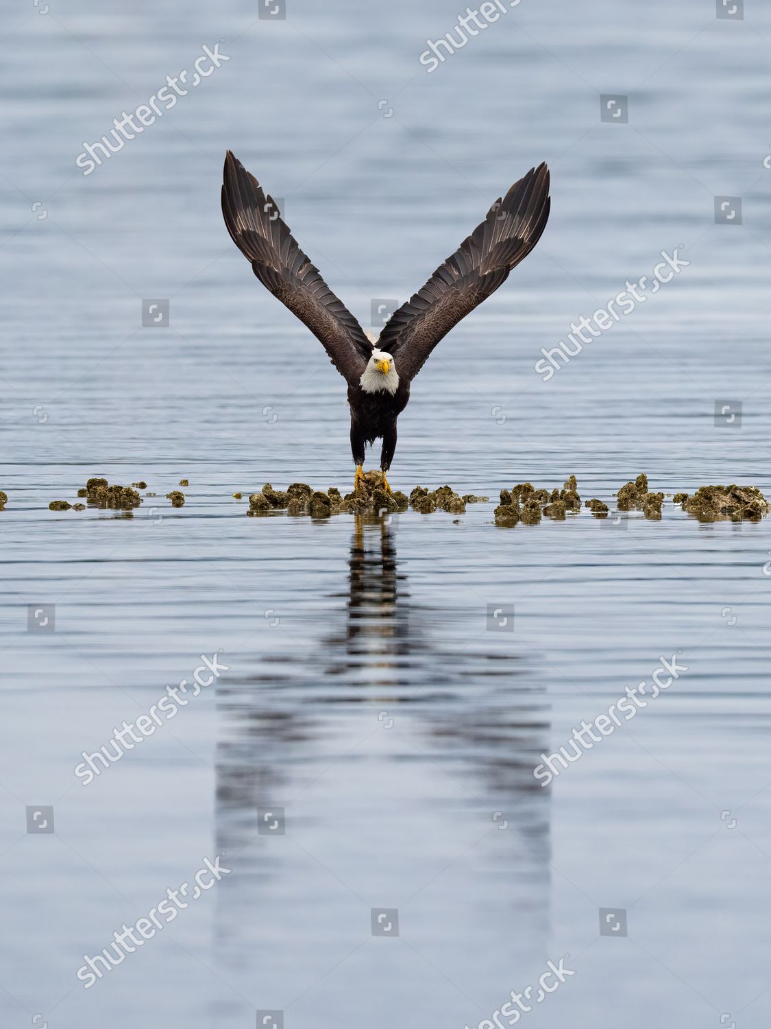 Bald Eagle Creates V Shape Wings Editorial Stock Photo Stock Image
