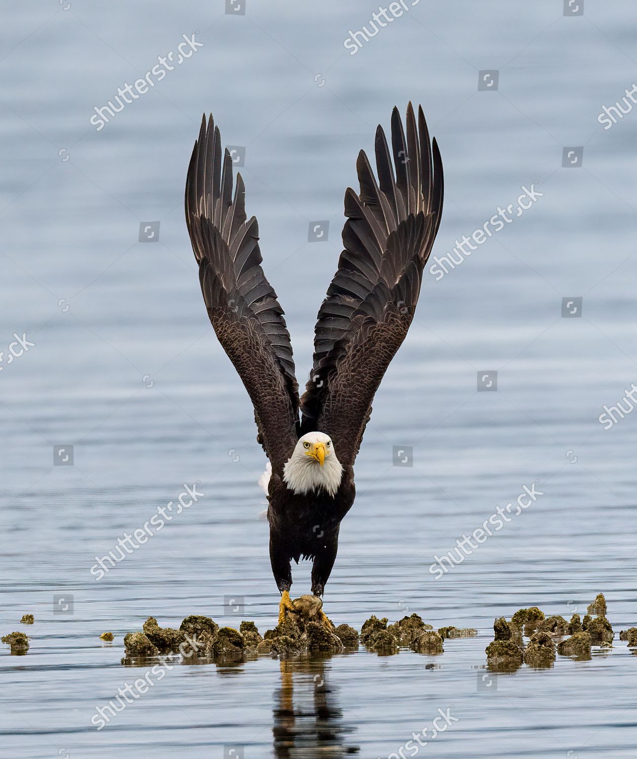 Bald Eagle Creates V Shape Wings Editorial Stock Photo Stock Image