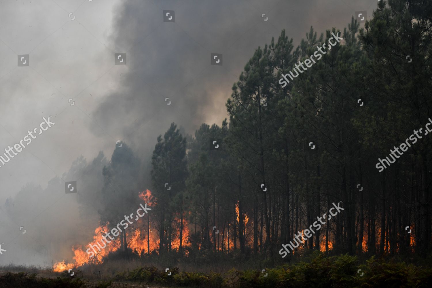 Pine Trees Burning During Wildfire That Editorial Stock Photo Stock Image Shutterstock