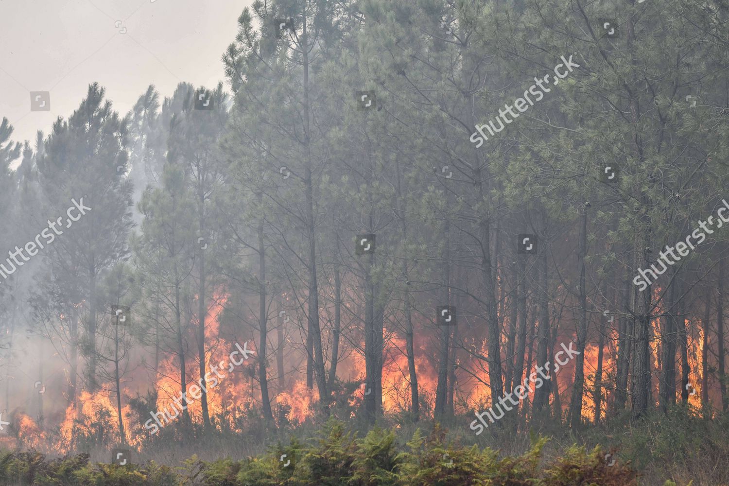 Pine Trees Burning During Wildfire That Editorial Stock Photo Stock Image Shutterstock