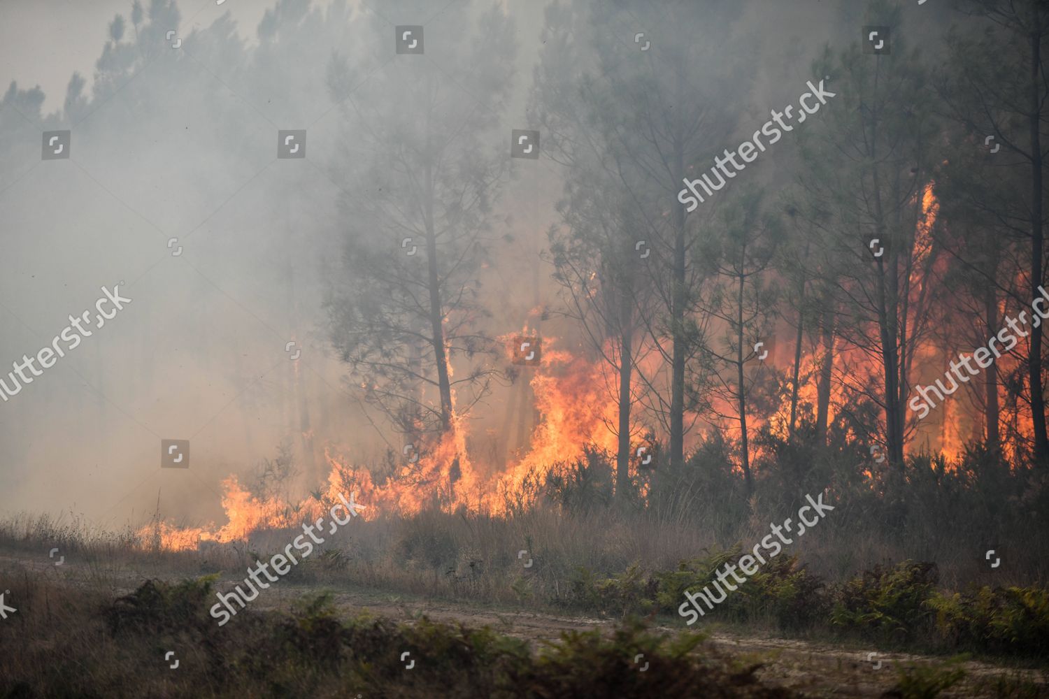 Pine Trees Burning During Wildfire That Editorial Stock Photo Stock Image Shutterstock