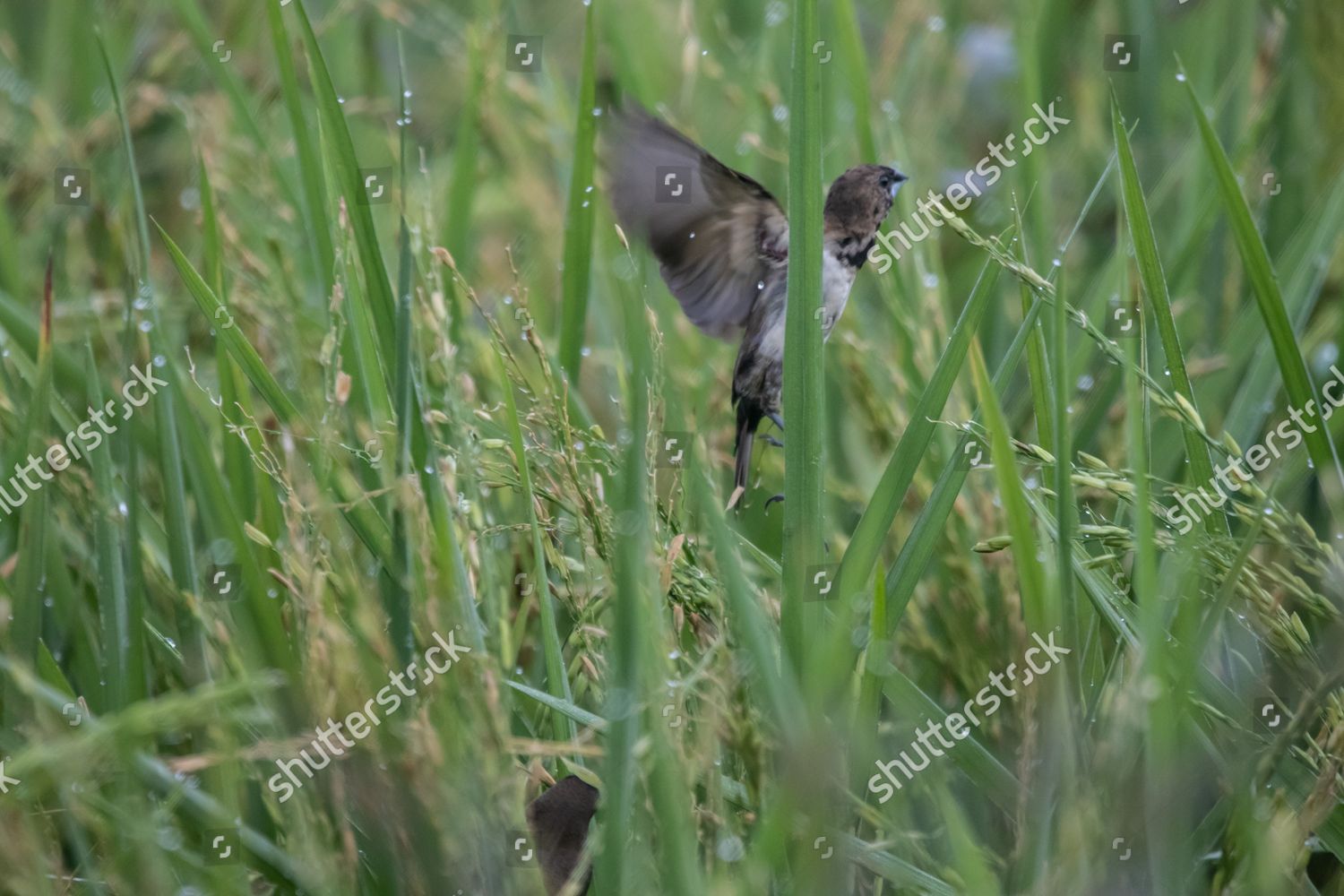 Sparrows Lonchura Leucogastroides Eat Paddy Rice Editorial Stock Photo 