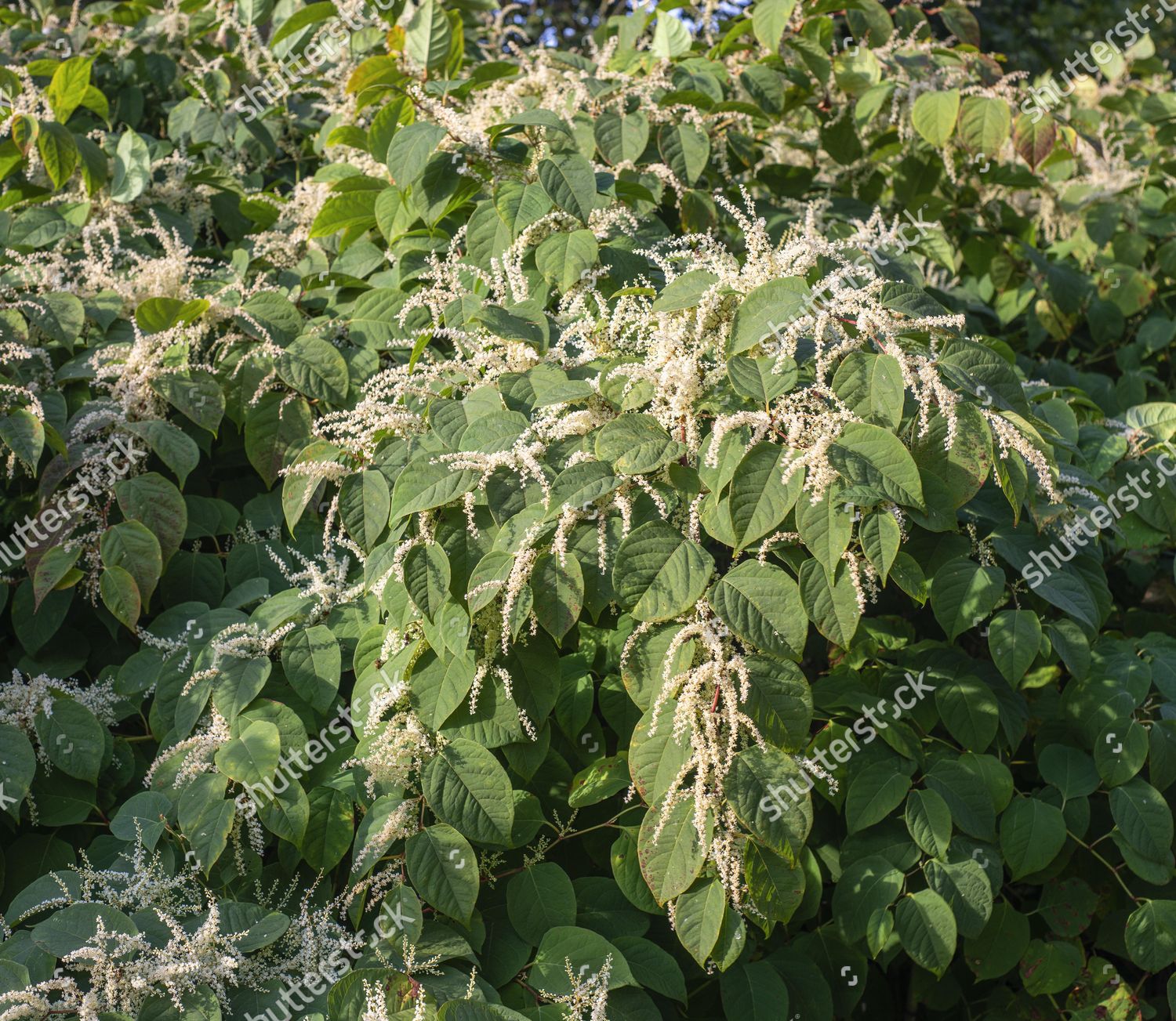 Flowering Japanese Knotweed Fallopia Japonica Invasive Editorial Stock ...