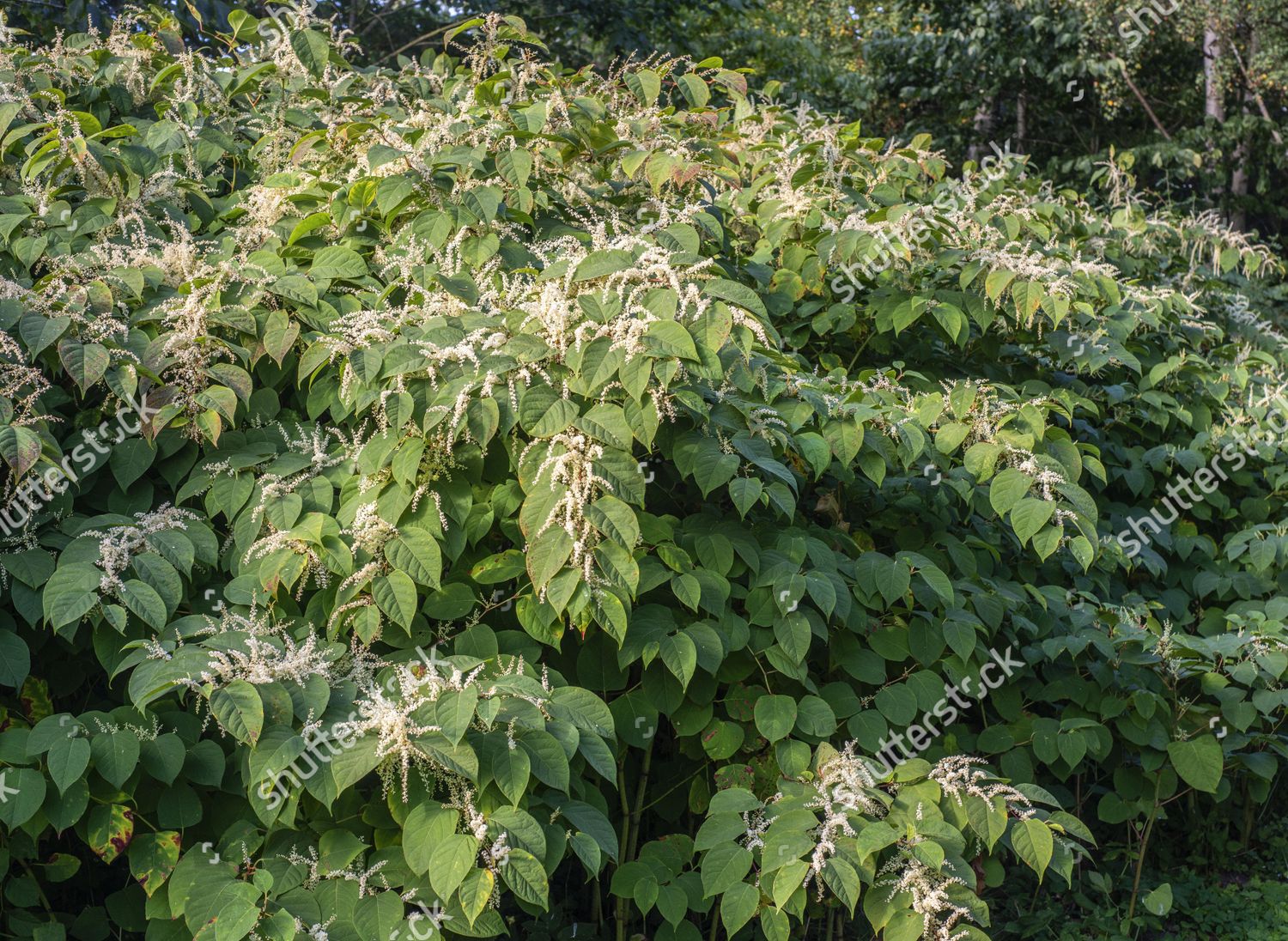 Flowering Japanese Knotweed Fallopia Japonica Invasive Editorial Stock ...