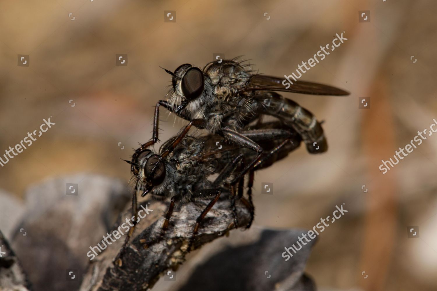 common-robber-fly-mating-sitting-on-editorial-stock-photo-stock-image